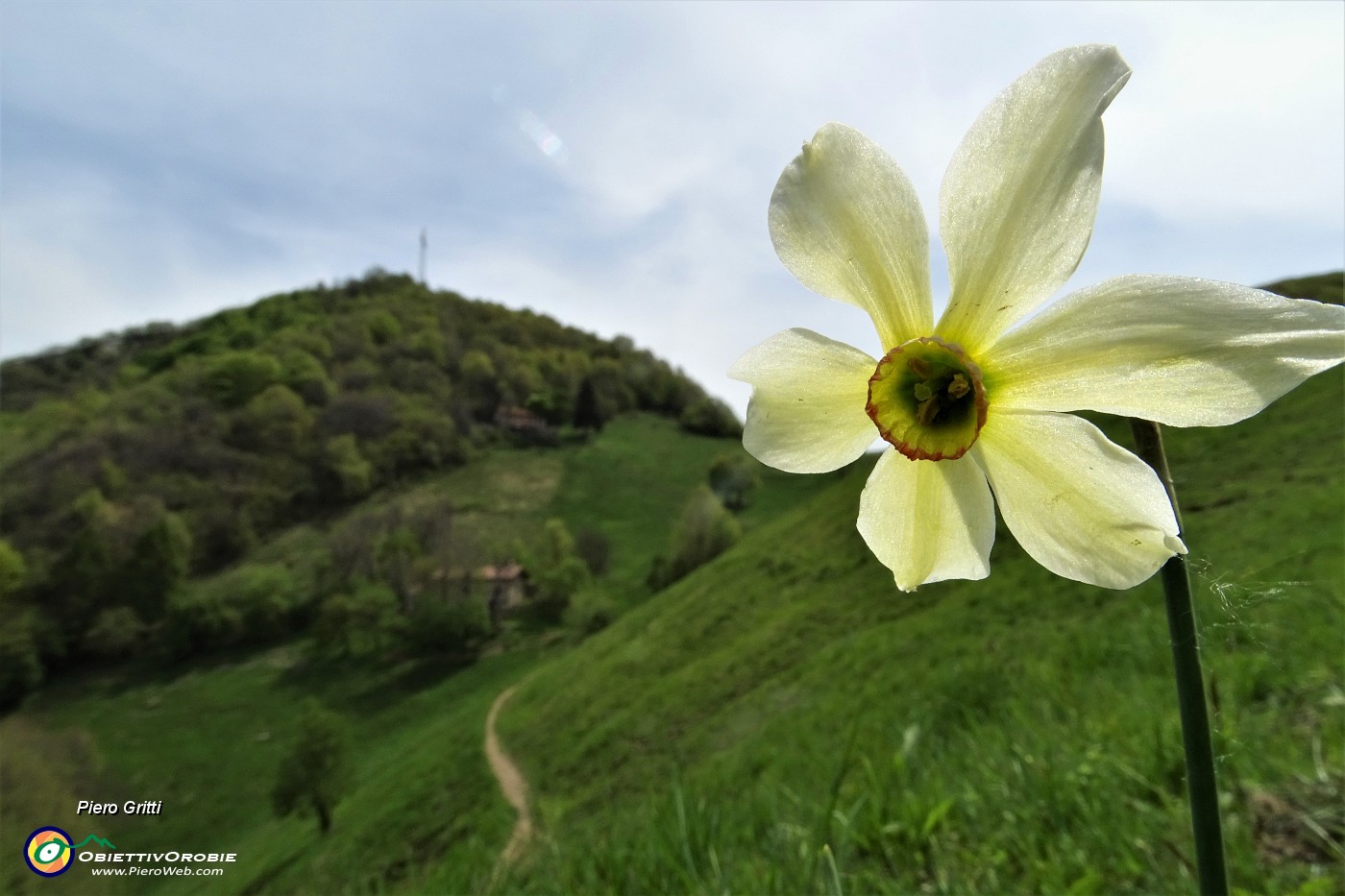 73 Narciso con vista in cima Canto Alto.JPG